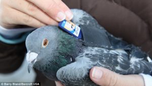 Give Your Network Wings: Packet Loss and Jitter-Free IPoAC Proposal
